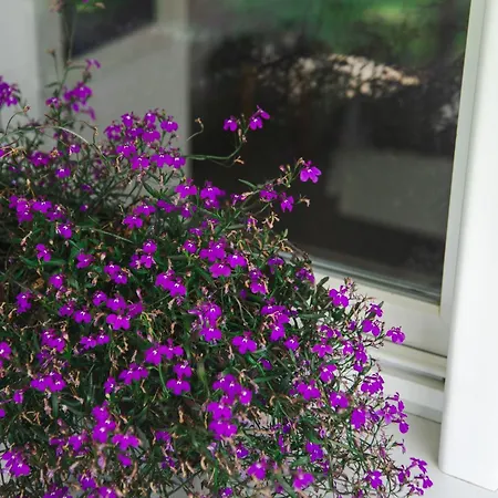 Appartement Maslacak *